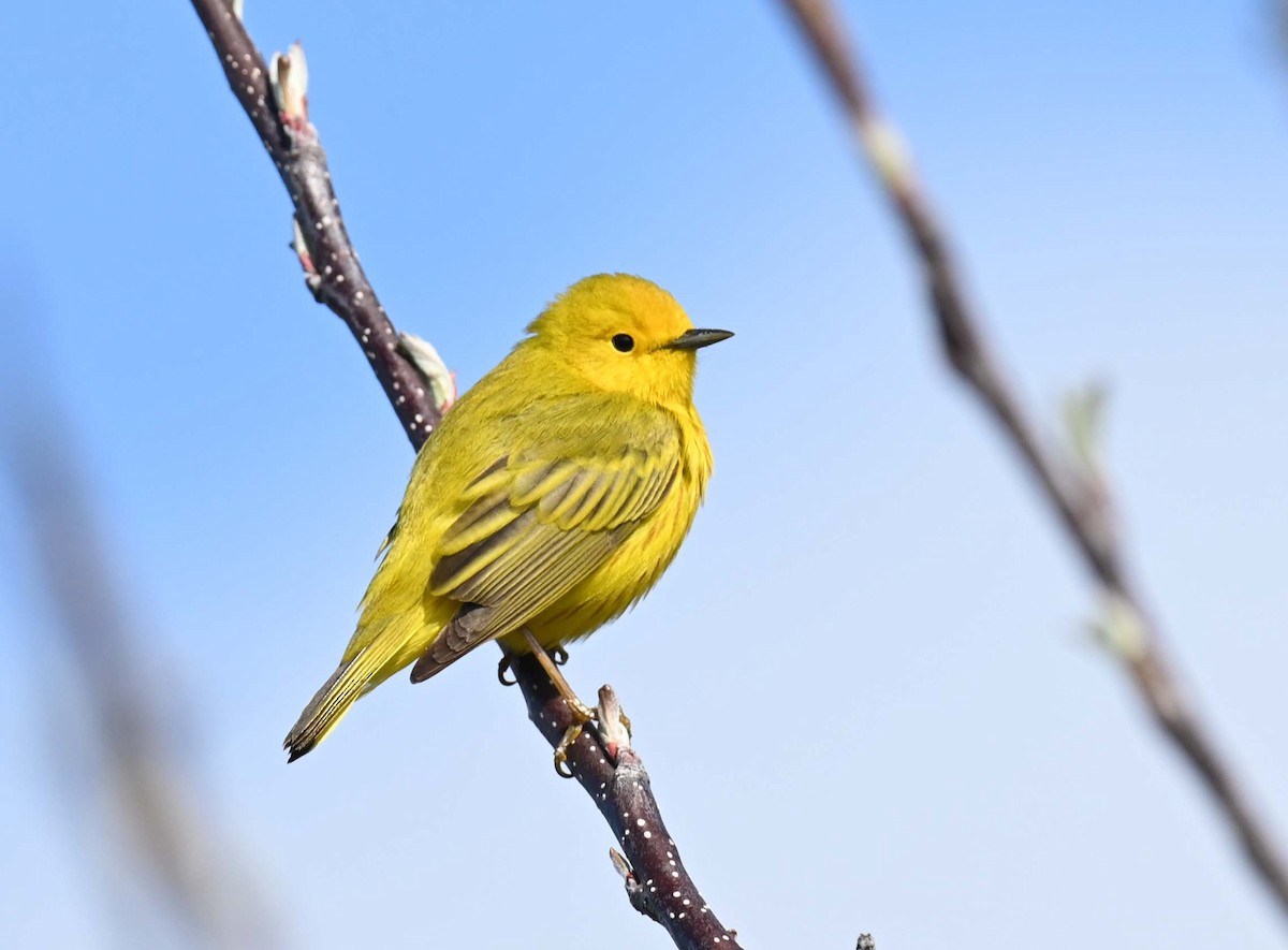 Yellow Warbler (Northern) - Kathy Marche