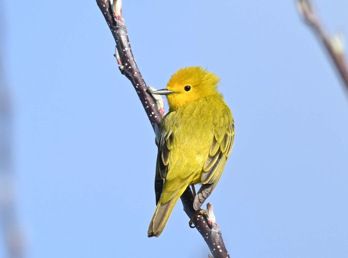 Yellow Warbler (Northern) - Kathy Marche