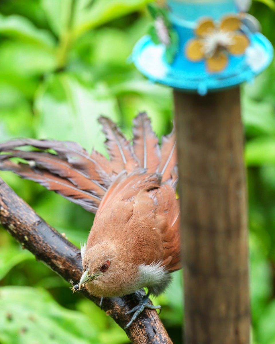 Squirrel Cuckoo - Daniel Hinckley | samazul.com