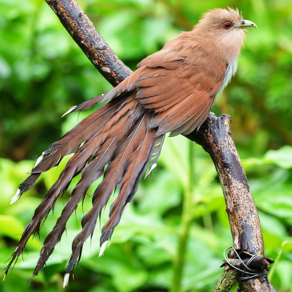 Squirrel Cuckoo - ML619650729