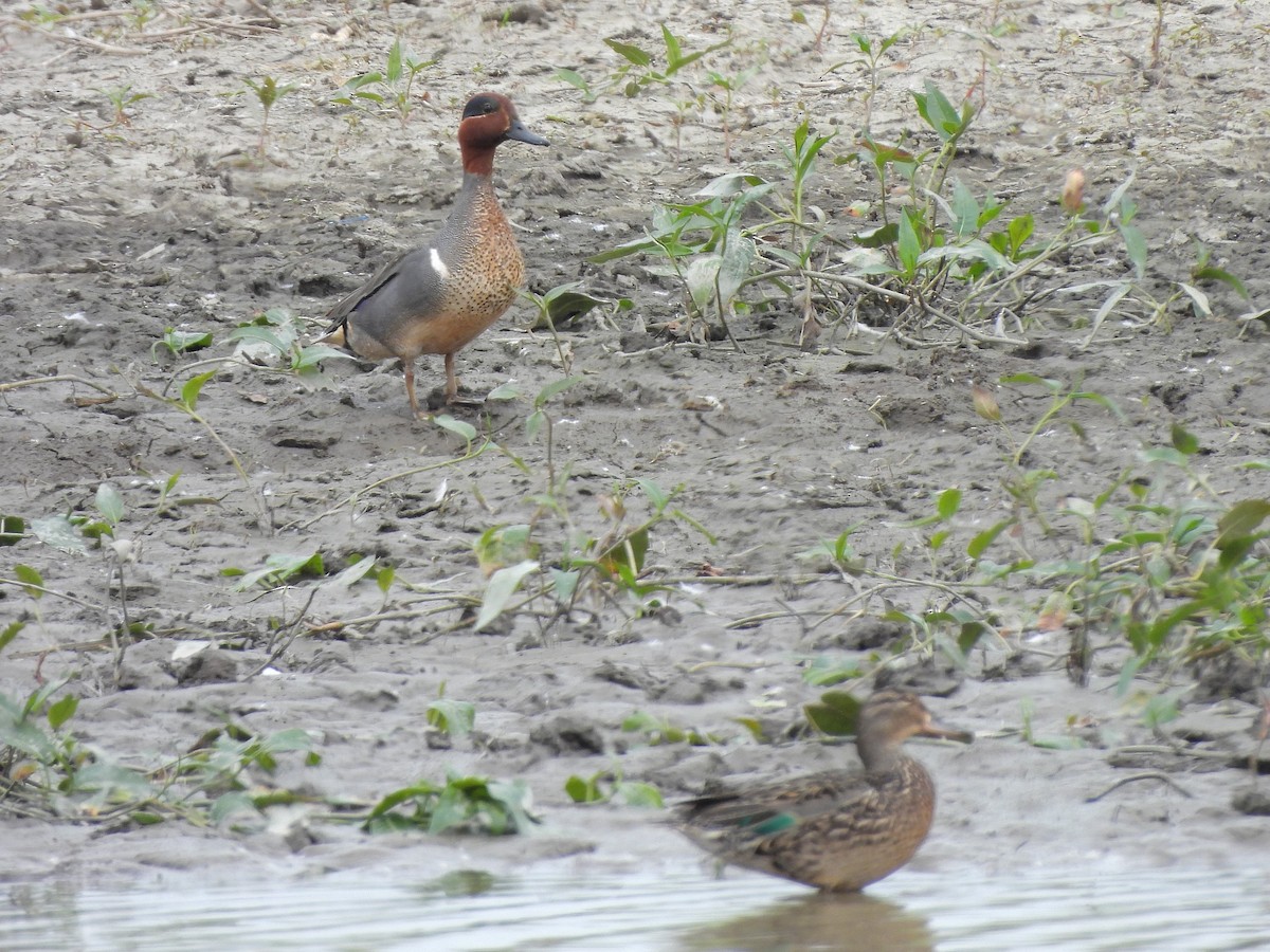 Green-winged Teal - ML619650730