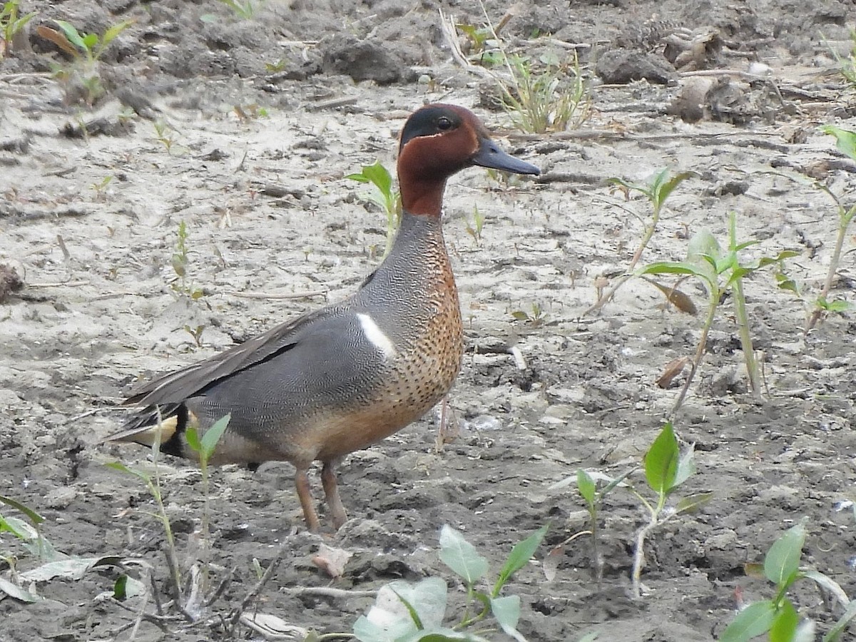 Green-winged Teal - ML619650734