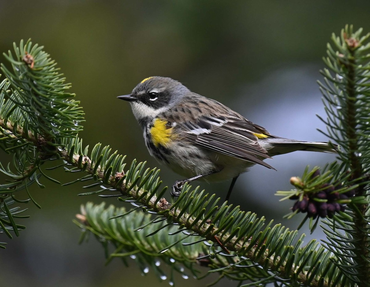 Yellow-rumped Warbler (Myrtle) - Kathy Marche