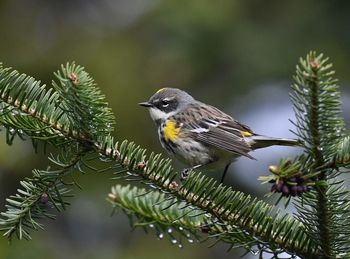 Yellow-rumped Warbler (Myrtle) - Kathy Marche