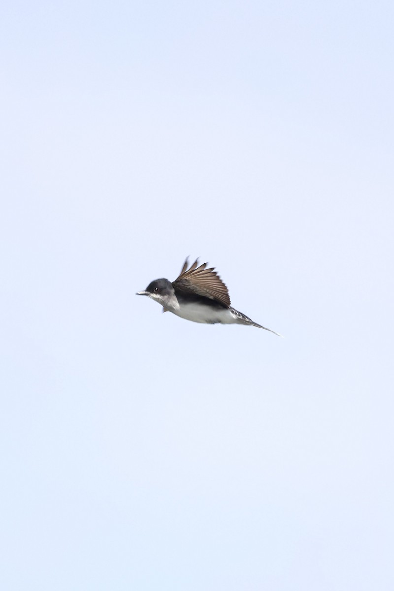 Eastern Kingbird - Anonymous