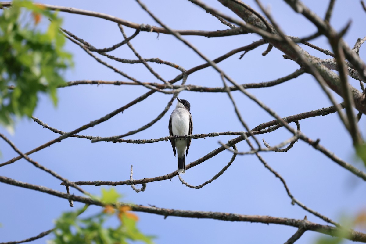 Eastern Kingbird - Anonymous