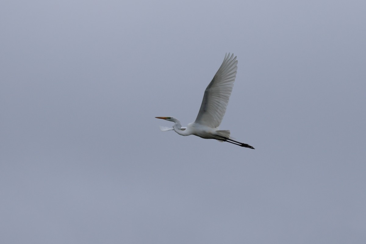 Great Egret - Darcy Pinotti