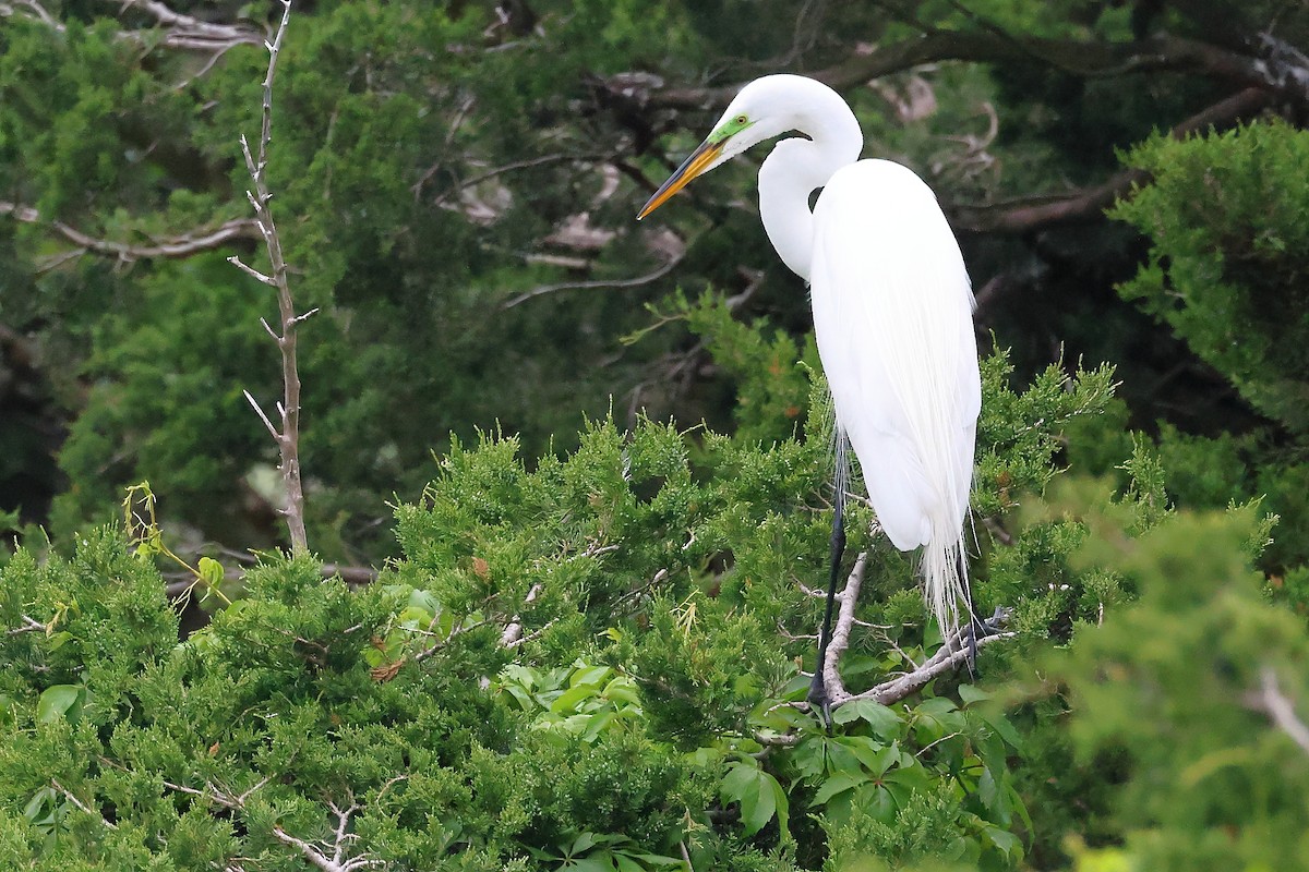 Great Egret - Darcy Pinotti