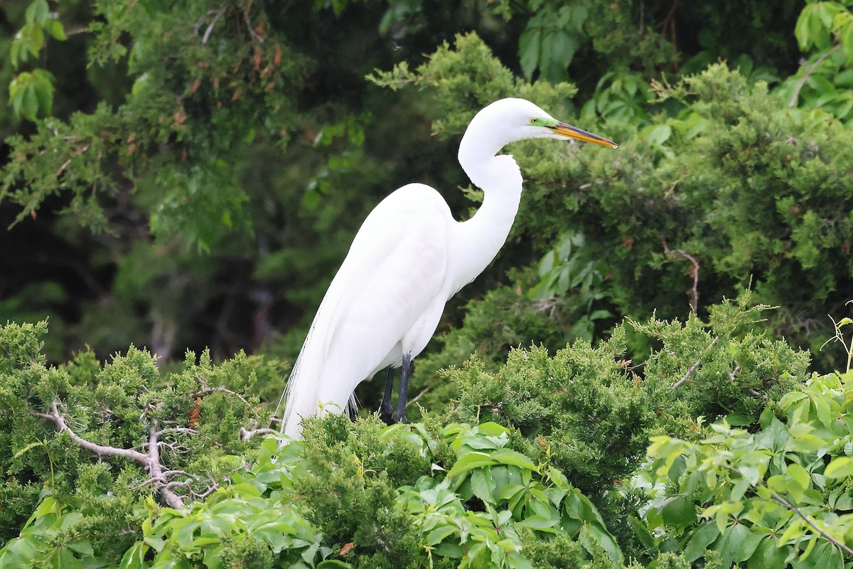 Great Egret - Darcy Pinotti