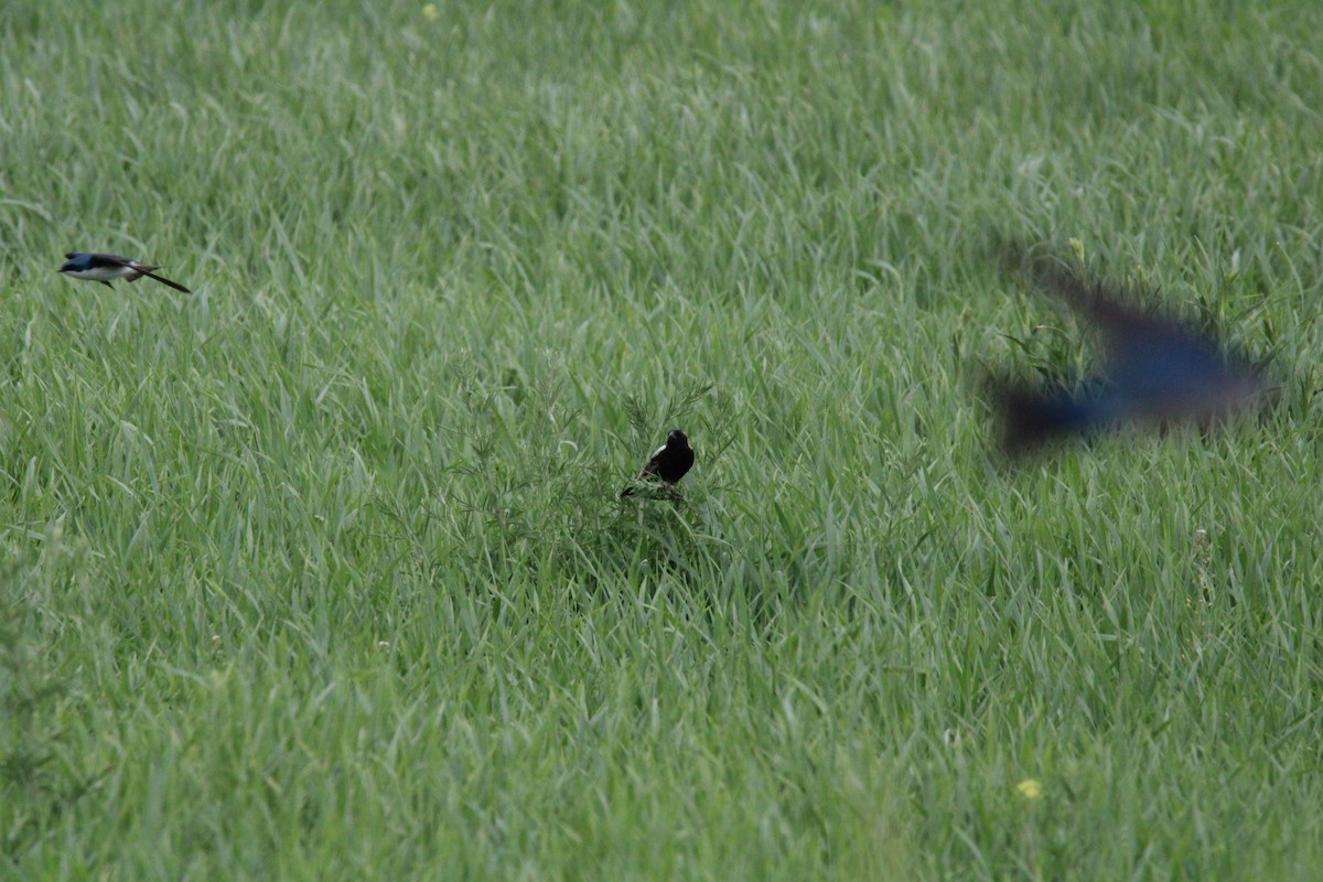 Tree Swallow - Kevin Wistrom