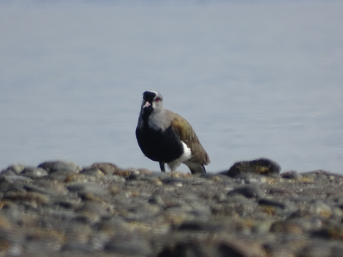 Southern Lapwing - José Ignacio Catalán Ruiz