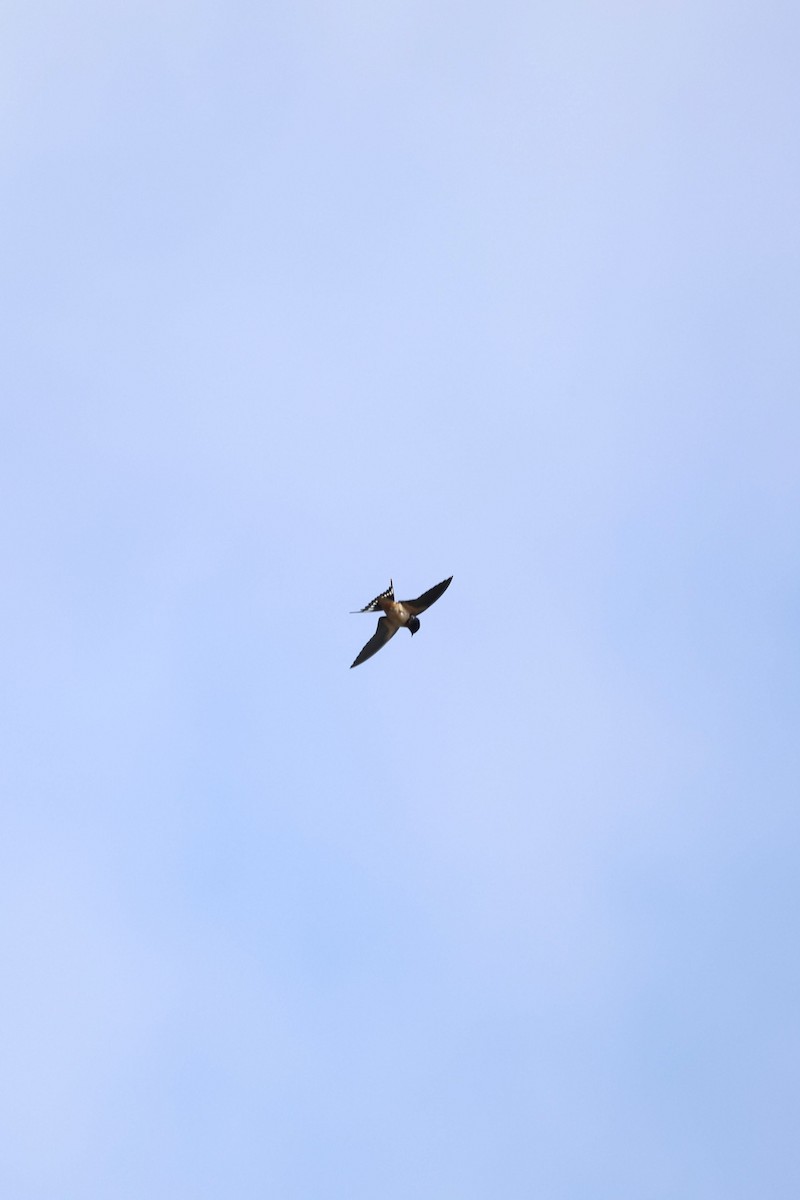 Barn Swallow - Anonymous