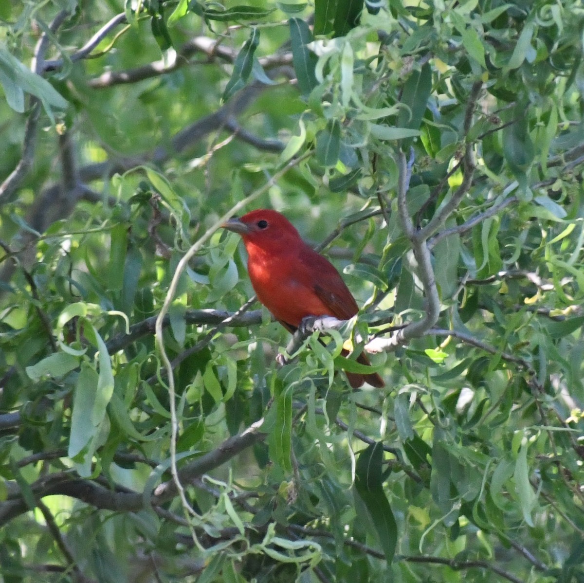 Summer Tanager - ML619650752