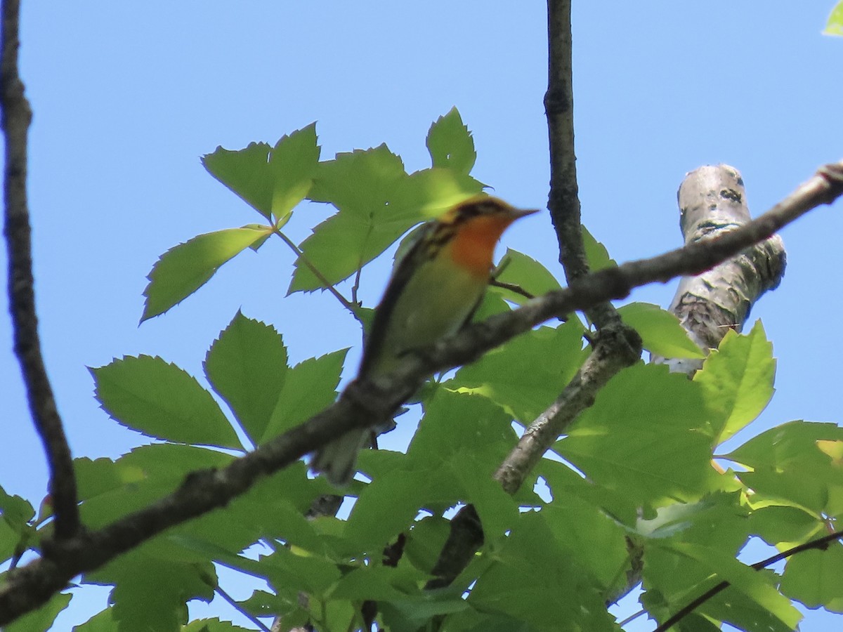 Blackburnian Warbler - Tim Carney