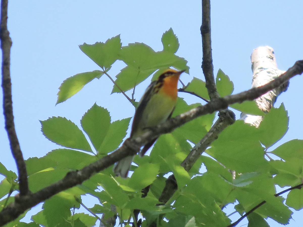 Blackburnian Warbler - Tim Carney