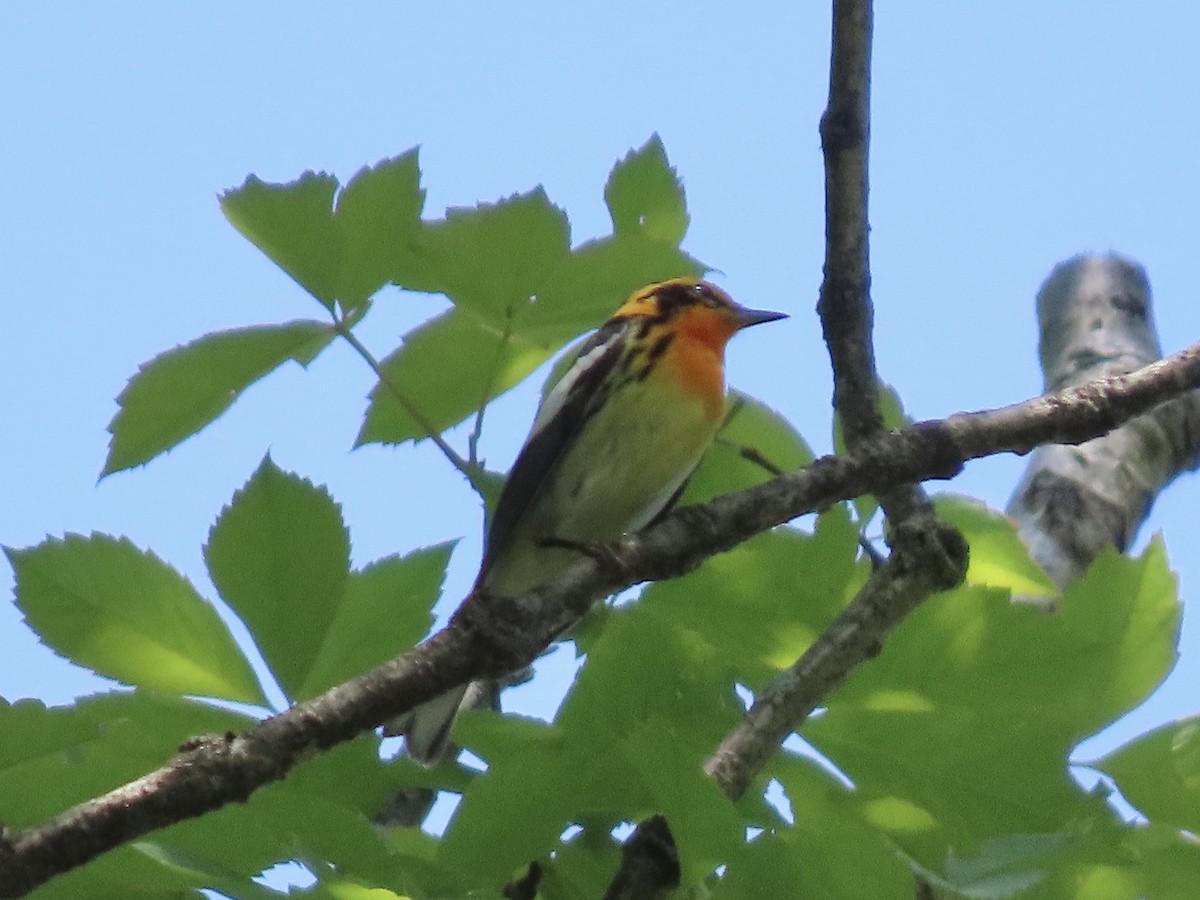 Blackburnian Warbler - Tim Carney