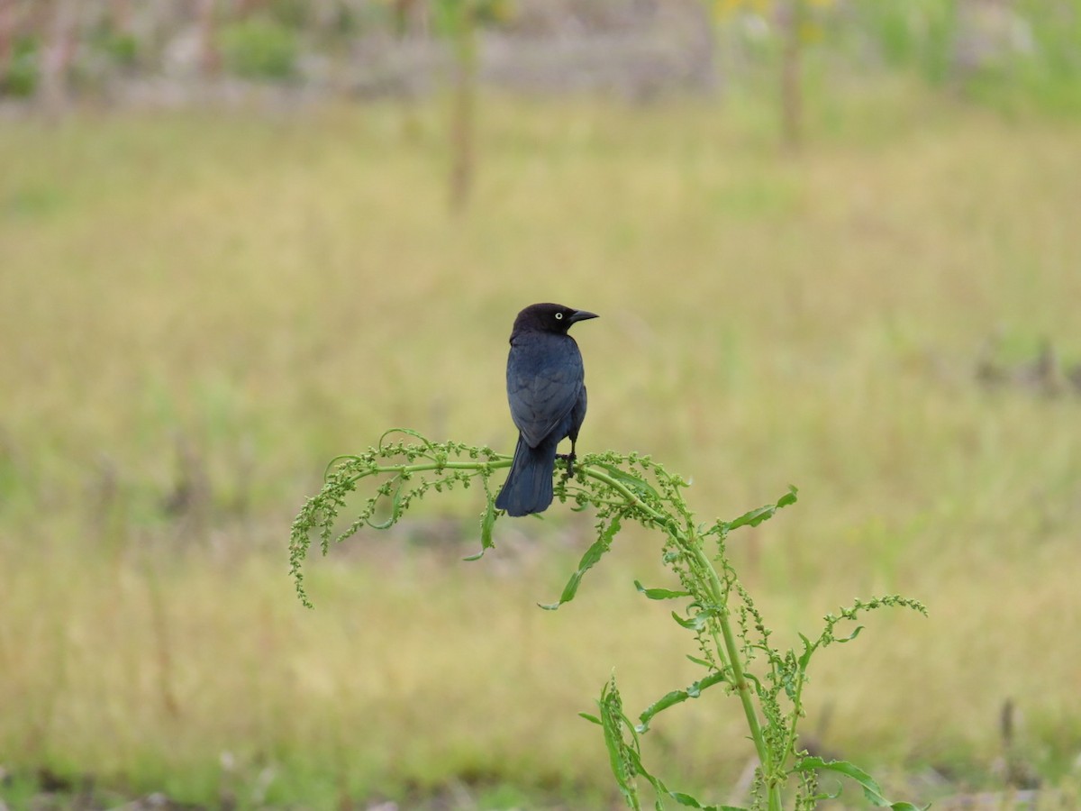 Brewer's Blackbird - Kathy Broshous