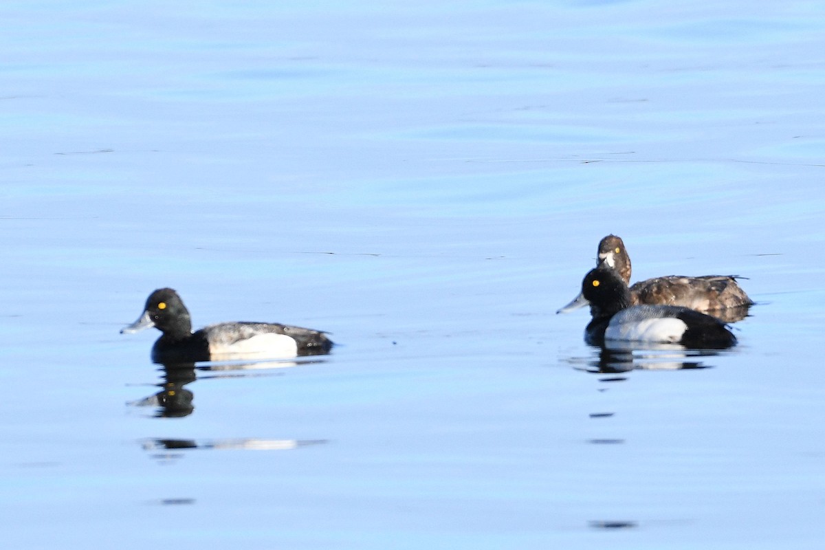 Lesser Scaup - Lewis Gray