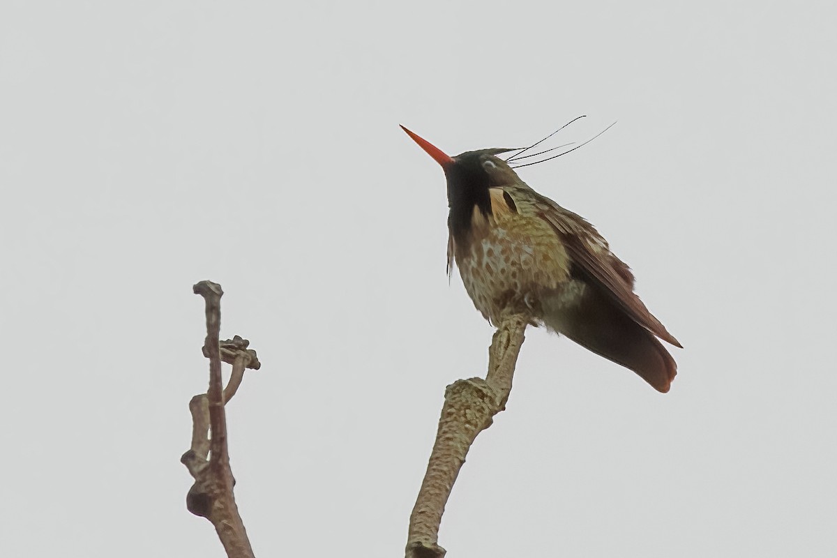 Black-crested Coquette - Vic Hubbard