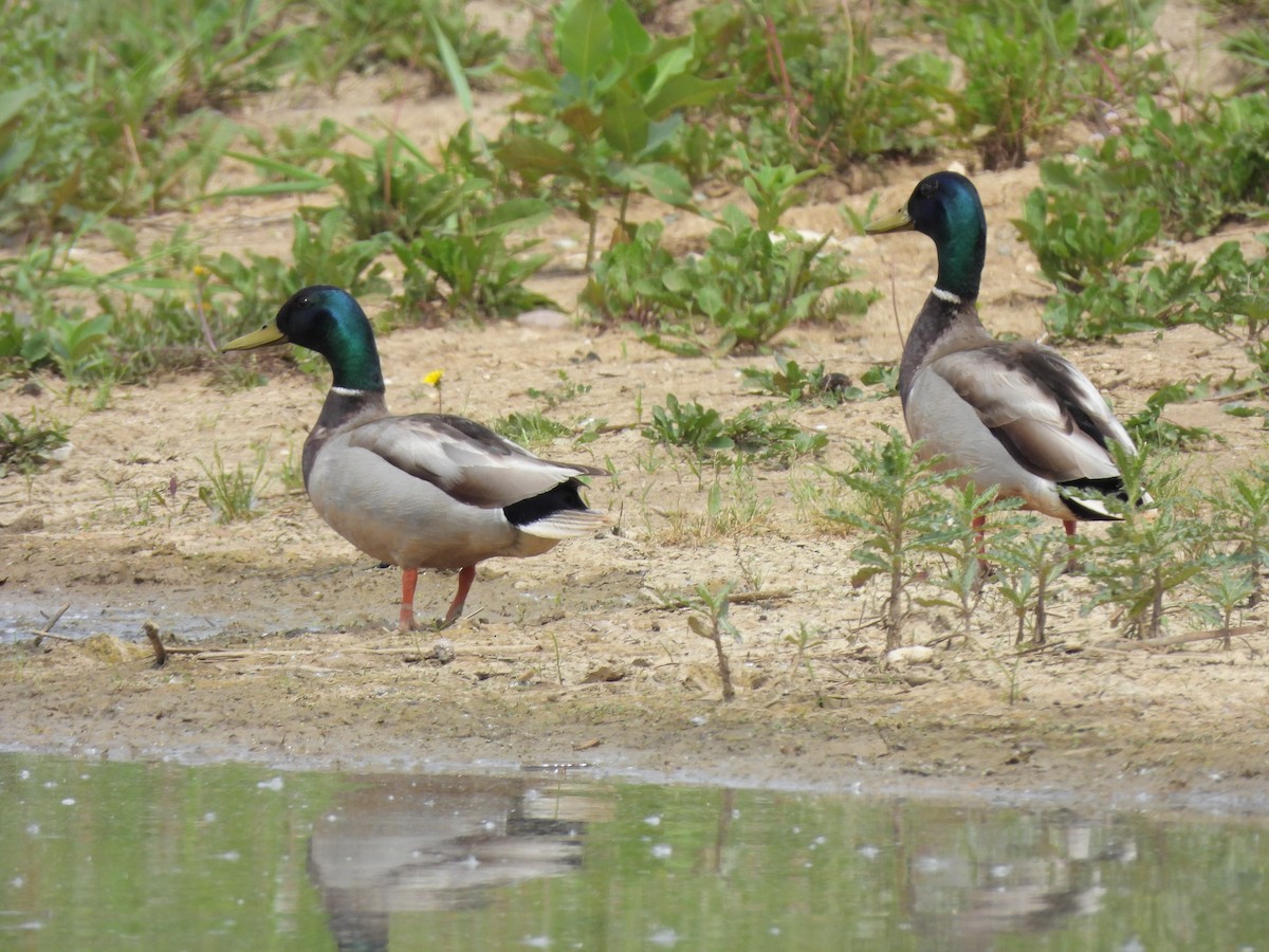 Canard colvert - ML619650786