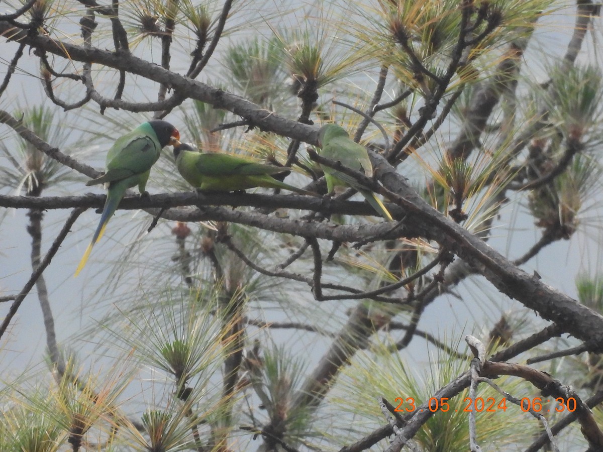 Himalaya Yeşil Papağanı - ML619650787
