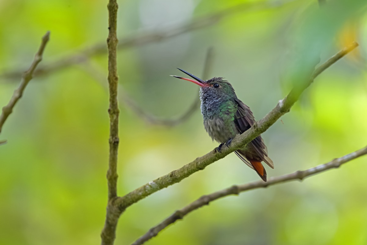 Rufous-tailed Hummingbird - Vic Hubbard
