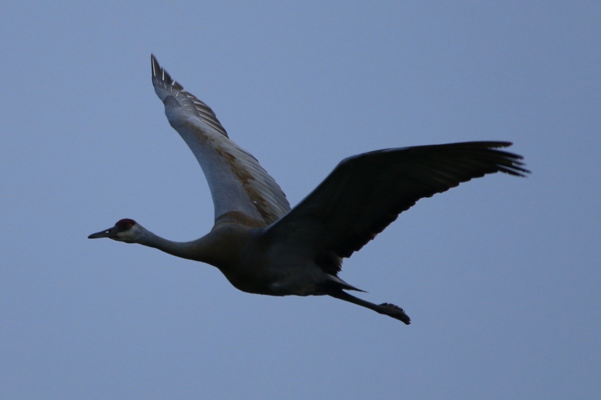 Sandhill Crane - Richard Hugel