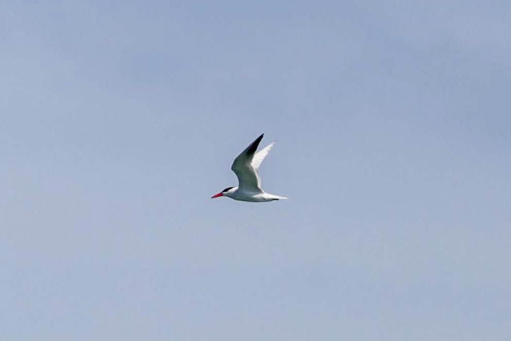 Caspian Tern - Chantal Brault