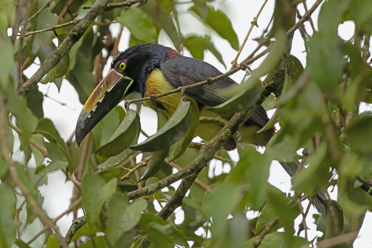 Collared Aracari - Vic Hubbard