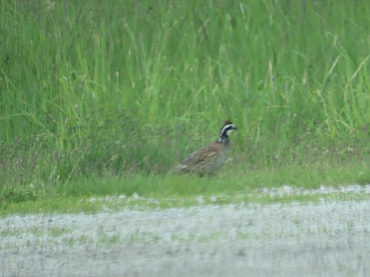 Northern Bobwhite - ML619650798