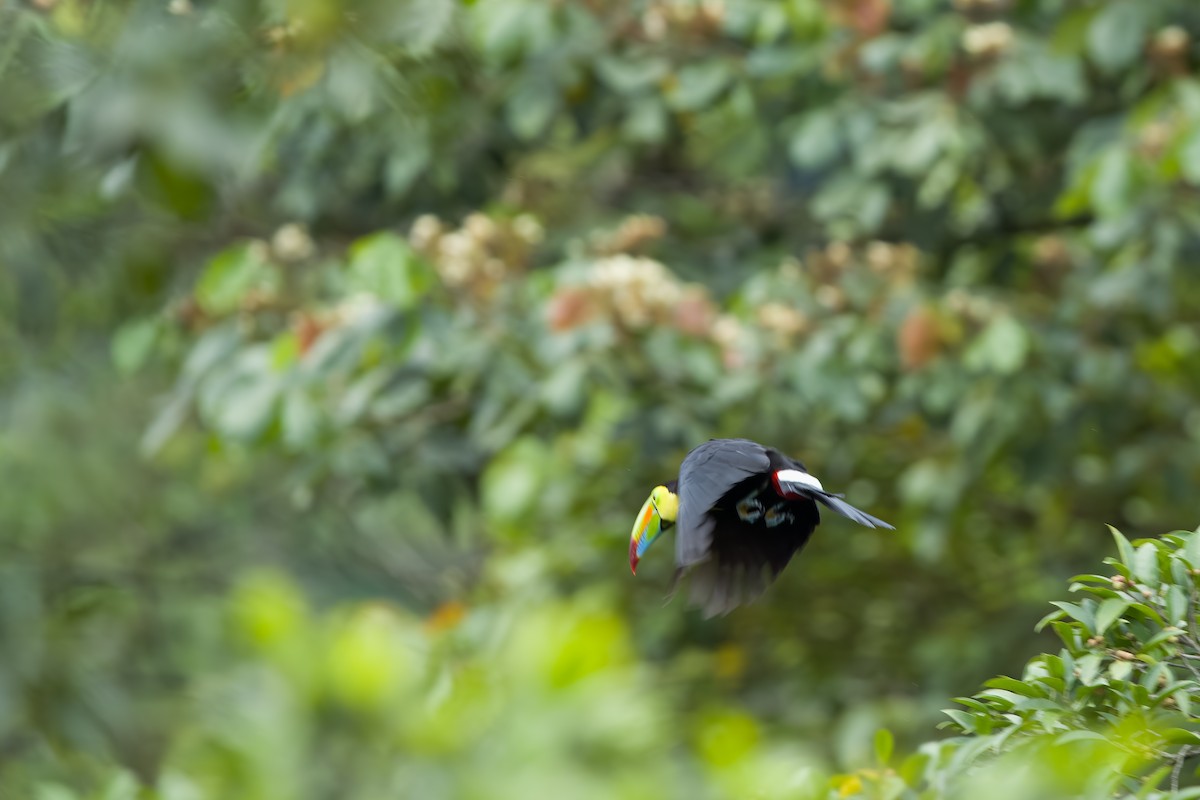 Keel-billed Toucan - Vic Hubbard