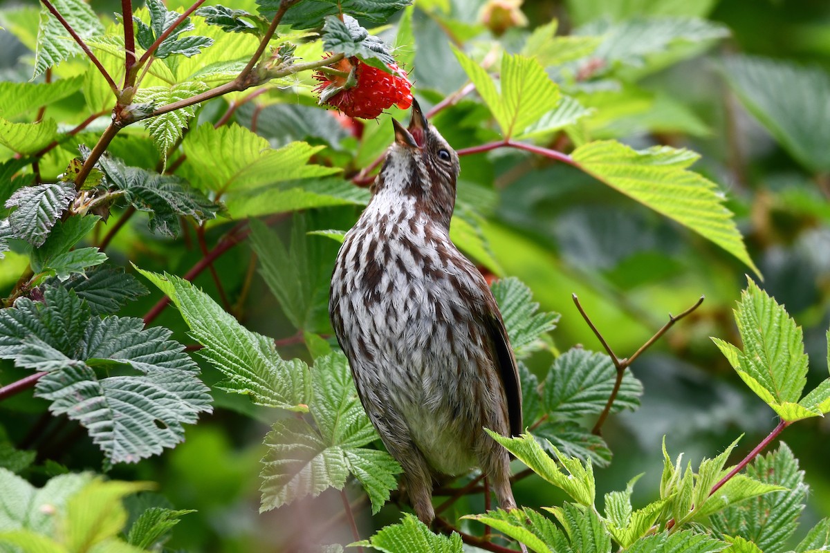 Song Sparrow - ML619650812