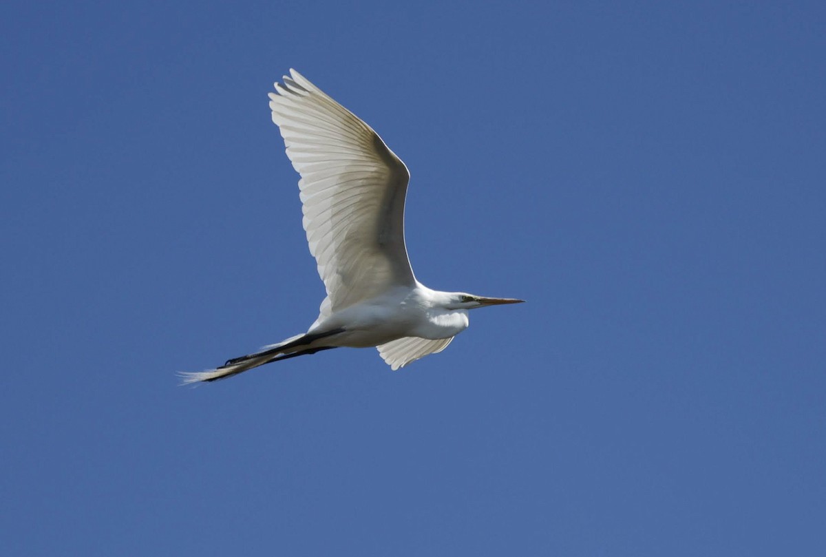 Great Egret - Chantal Brault