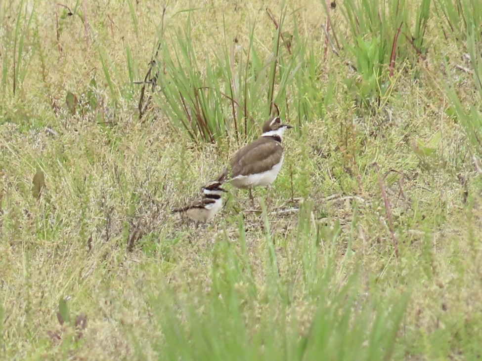 Killdeer - ML619650815