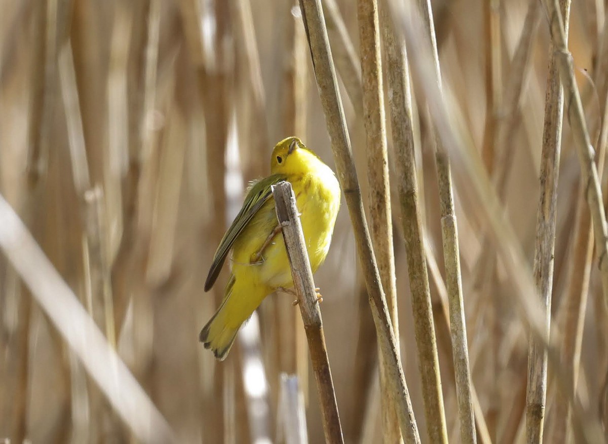 Yellow Warbler - Chantal Brault