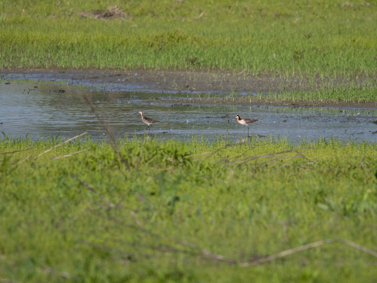 hvithalesvømmesnipe - ML619650829