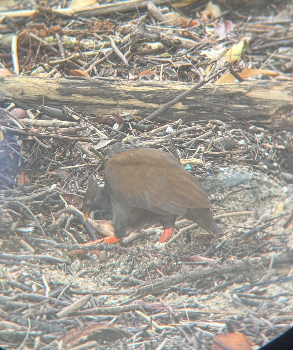 Orange-footed Megapode - Maia Oliver