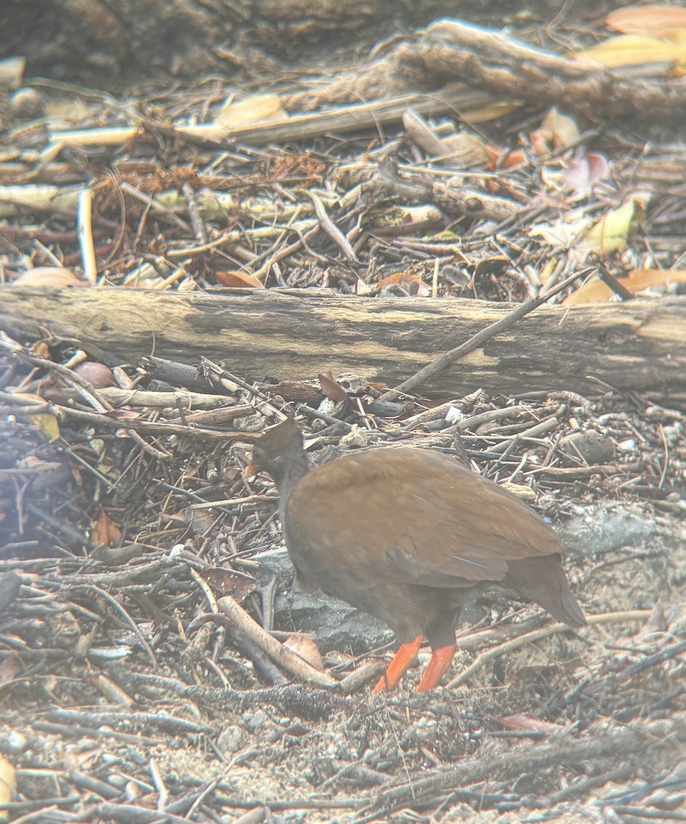 Orange-footed Megapode - Maia Oliver