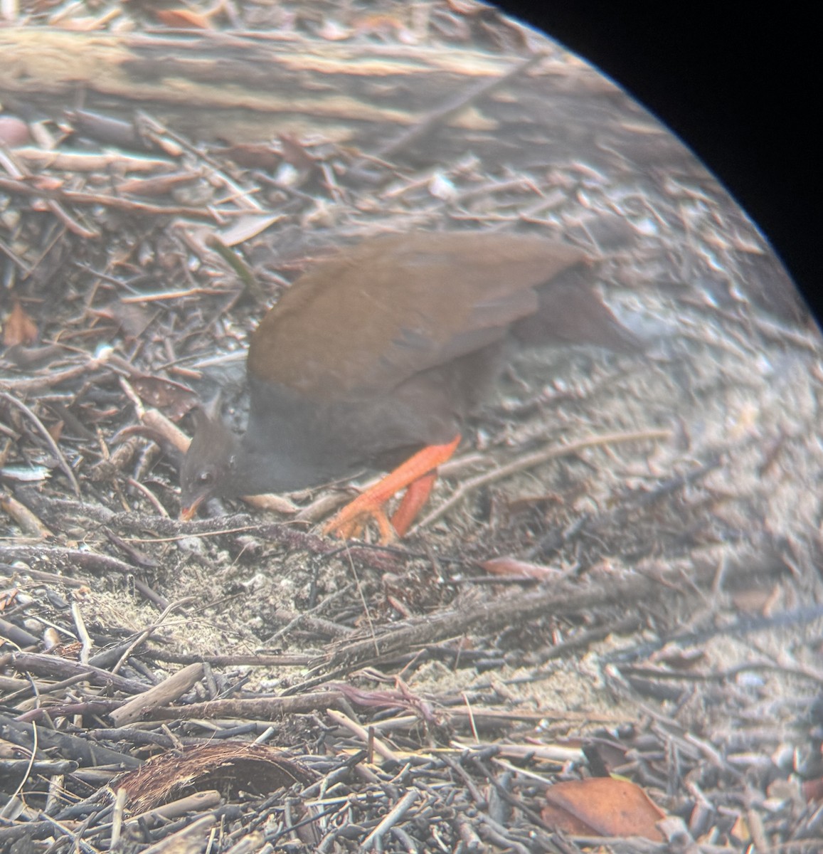 Orange-footed Megapode - Maia Oliver