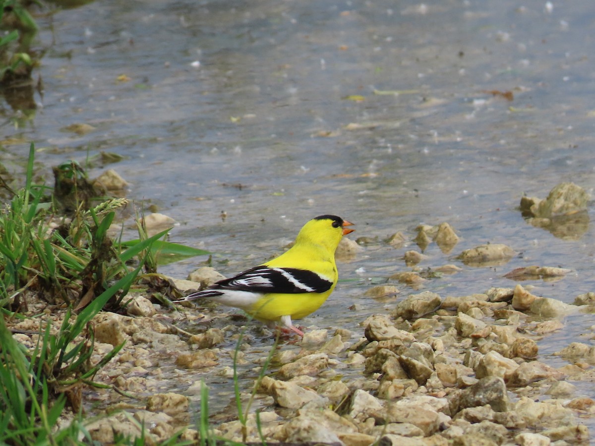 American Goldfinch - ML619650838