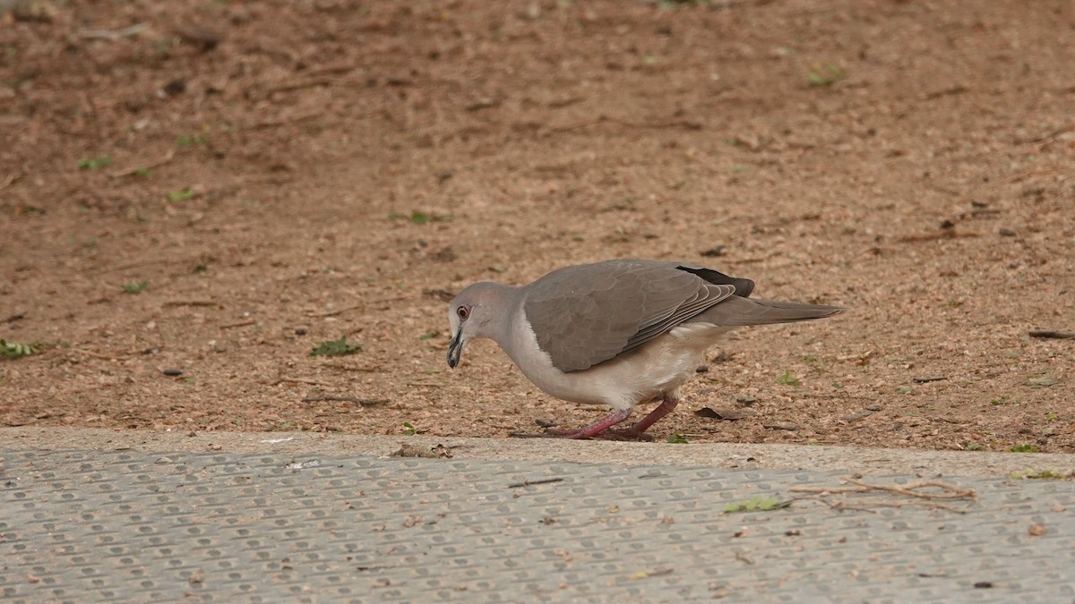 White-tipped Dove - leo wexler-mann