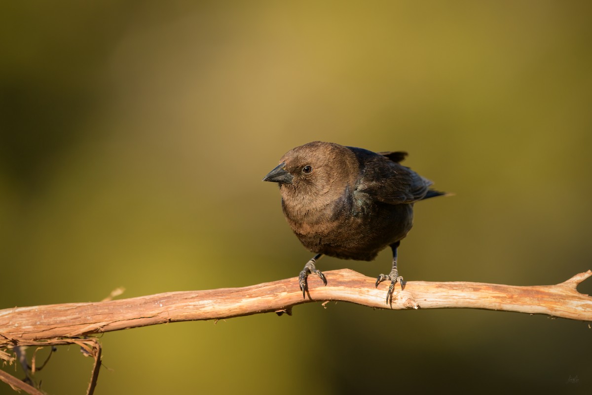 Brown-headed Cowbird - ML619650840