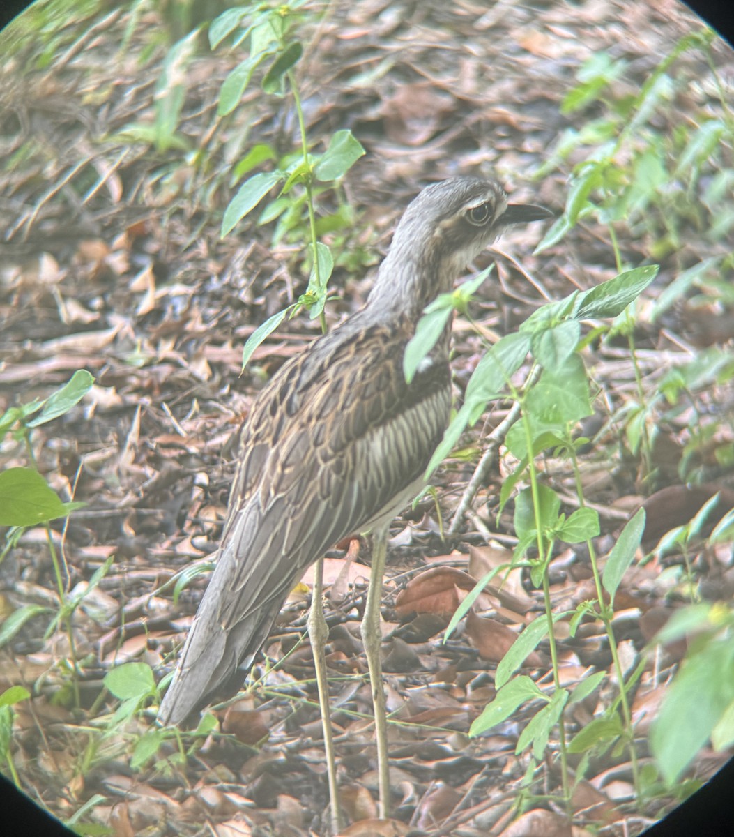 Bush Thick-knee - Maia Oliver