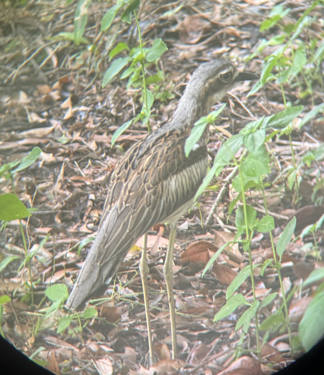 Bush Thick-knee - Maia Oliver