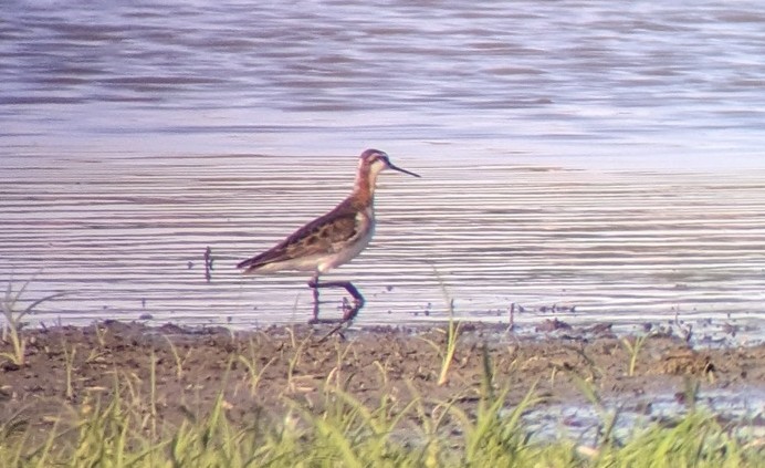 Wilson's Phalarope - ML619650847