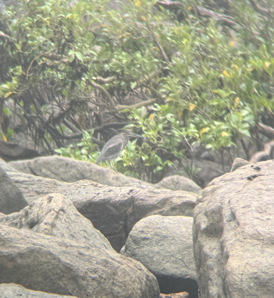 Striated Heron - Maia Oliver