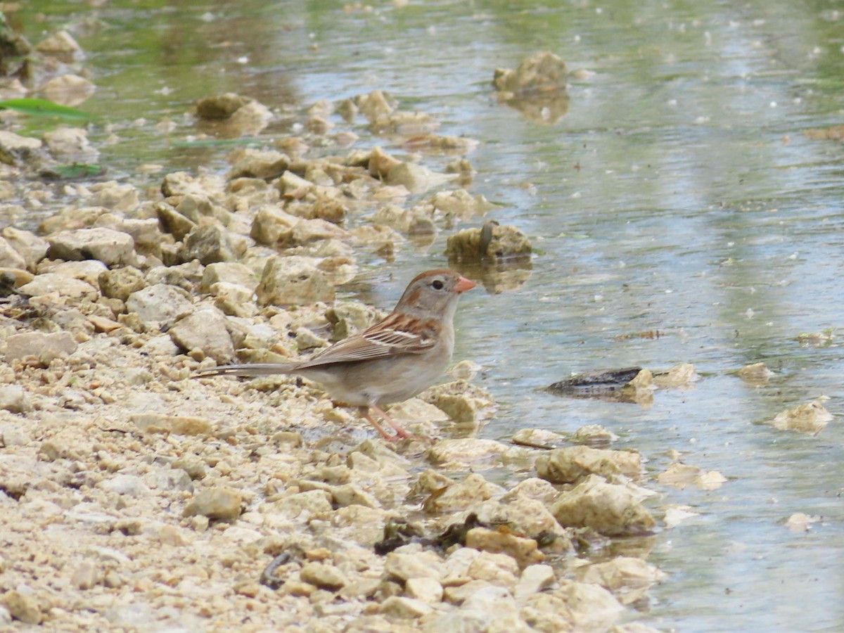 Field Sparrow - ML619650852