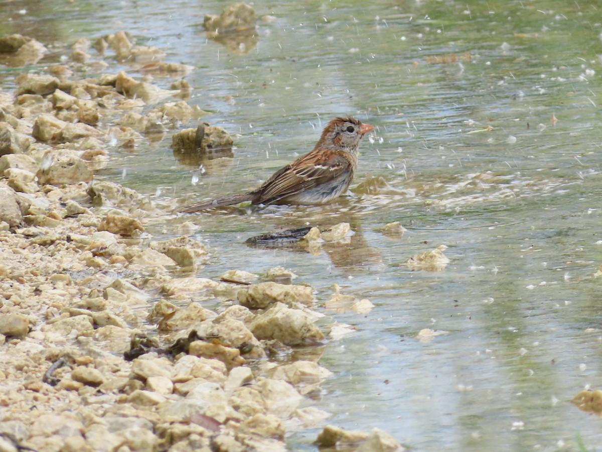 Field Sparrow - ML619650853