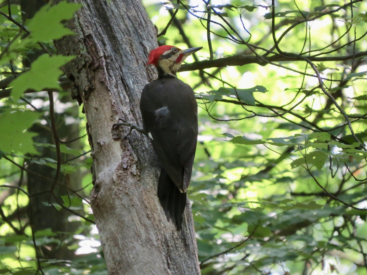Pileated Woodpecker - Dawn Zappone