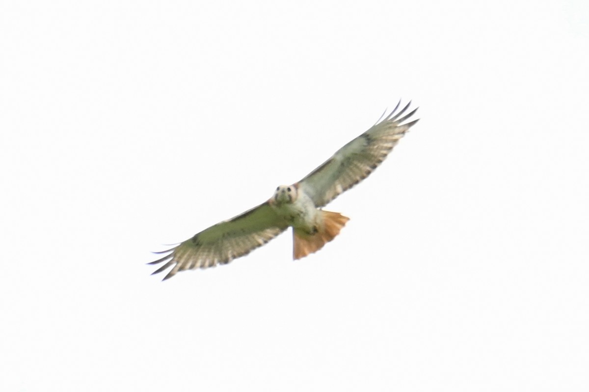 Red-tailed Hawk - ML619650858